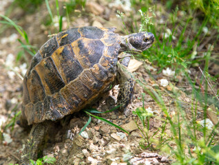 A turtle crawls along the ground in summer