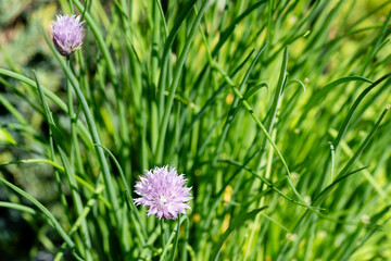 Schnittlauch Allium schoenoprasum aus dem Hausgarten