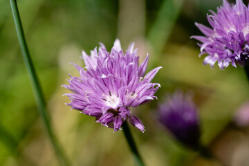 Obraz premium Schnittlauch Allium schoenoprasum aus dem Hausgarten