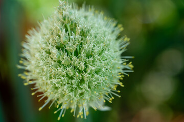 Schnittlauch Allium schoenoprasum aus dem Hausgarten