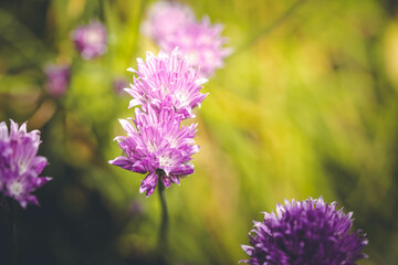 Schnittlauch Allium schoenoprasum aus dem Hausgarten