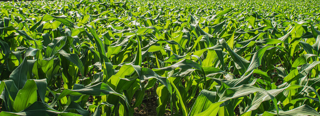 corn field agriculture growth nature sky planting green plants vegetarian food