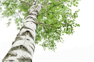 Fototapeta premium A tall birch tree with distinctive white bark and delicate green leaves isolated on a white background