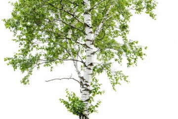 Fototapeta premium A tall birch tree with distinctive white bark and delicate green leaves isolated on a white background