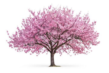 Obraz premium A vibrant cherry blossom tree in full bloom with delicate pink flowers isolated on a white background