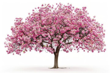 Obraz premium A vibrant cherry blossom tree in full bloom with delicate pink flowers isolated on a white background