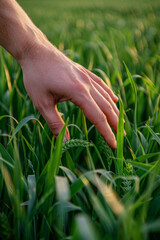 A farmer's hand touches young wheat leaves in a vibrant field, symbolizing nature and business interconnectedness.