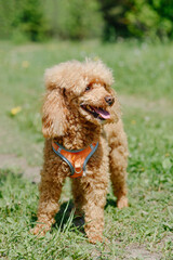 red poodle walks in park with owner, red dog standing on green grass, tongue out, dogwalking concept, vertical
