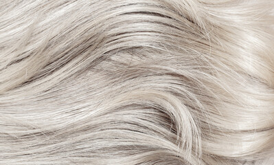Blond hair close-up as a background. Women's long blonde hair. Beautifully styled wavy shiny curls. Hair coloring. Hairdressing procedures, extension. White hair