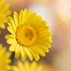 Obraz premium yellow daisy