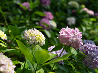 鮮やかな紫陽花が咲く植物園の風景