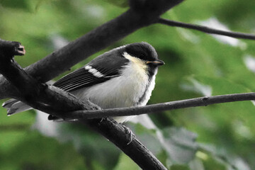枝に止まるシジュウカラの幼鳥