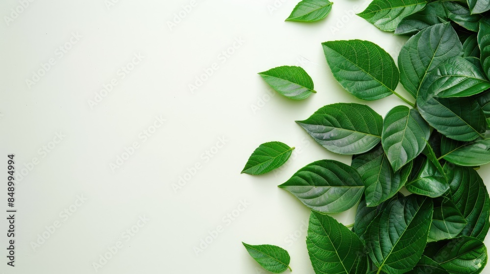 Sticker layout of green leaves with empty white space