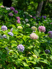 鮮やかな紫陽花が咲く植物園の風景