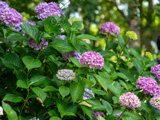 鮮やかな紫陽花が咲く植物園の風景