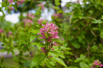 pink flowers in the garden