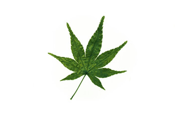 Cannabis leaves isolated on a spruce background. Leaves of narcotic plants for making marijuana. Hemp. marijuana