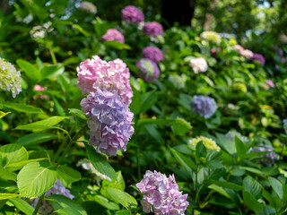 鮮やかな紫陽花が咲く植物園の風景