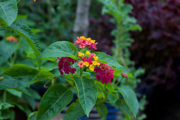 flowers in the garden
