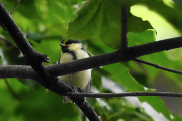 枝に止まるシジュウカラの幼鳥