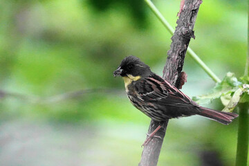 枝に止まるアオジの幼鳥