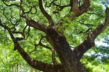 Obraz premium tree in the park