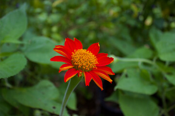 orange and flower