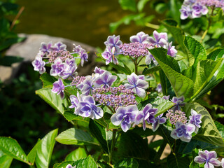 美しい額紫陽花の花
