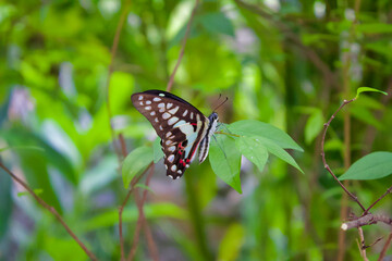 butterfly on leaf