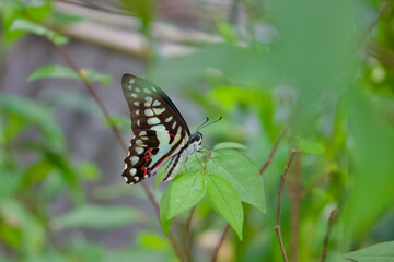 butterfly on leaf