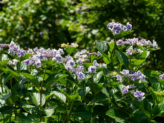 美しい額紫陽花の花