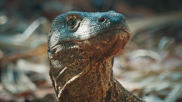 Komodo Dragon. Portrait of the Komodo dragon, Varanus komodoensis, standing on the dry land on the island of Komodo in Indonesia.