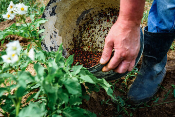 Farmer picking up a colorado potato beetle feeding on a potato plant.