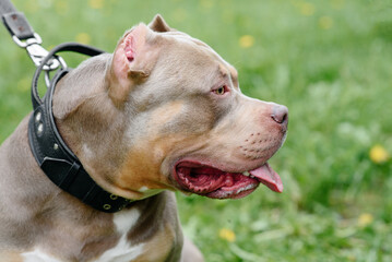 American Bully walks in park with owner, brown dog sitting on green grass and looking right, tongue out, dogwalking concept