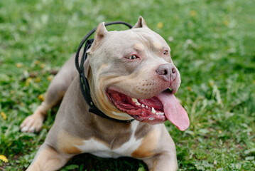 American Bully walks in park with owner, brown dog lying on green grass, tongue out, dogwalking concept