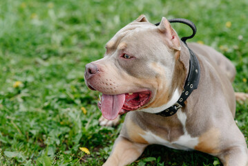 American Bully walks in park with owner, brown dog lying on green grass, tongue out, dogwalking concept