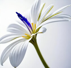 Fototapeta premium lily of the valley, spring, plant, bloom, blossom, isolated, beauty, macro, flowers, flora, yellow, petal, summer, floral, lily, daisy