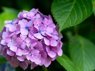 鮮やかな紫陽花の花