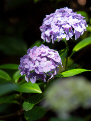 鮮やかな紫陽花の花