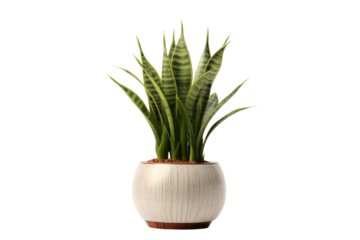 Sparkling Serenity: A Potted Plant Blooms in a White Vase on a Clear PNG or White Background.