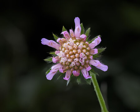 Ackerwitwenblume