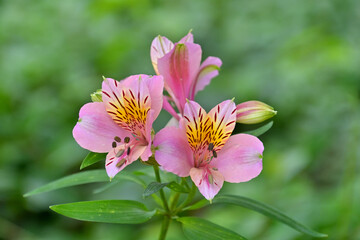 Naklejka premium 和名ではユリズイセンと呼ばれるアルストロメリア