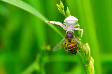 beetles are eaten by spiders on the leaves