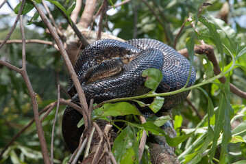 Boa de Madagascar, Acrantophis  madagascariensis, Madagascar