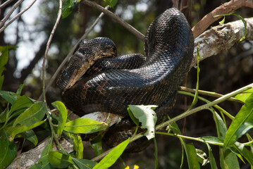 Boa de Madagascar, Acrantophis  madagascariensis, Madagascar