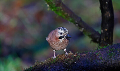 Eurasian jays feeding in the woods
