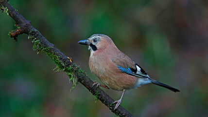 Eurasian jays feeding in the woods