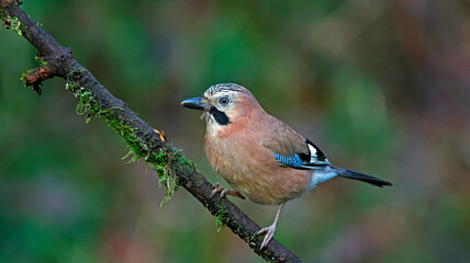 Eurasian jays feeding in the woods