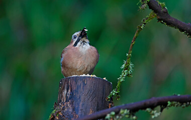 Eurasian jays feeding in the woods