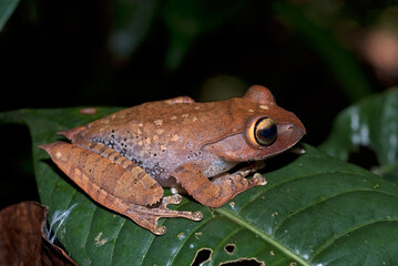 Obraz premium Grenouille de Madagascar, Boophis de Madagascar, Boophis madagascariensis, Madagascar